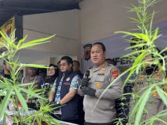 Pria 55 Tahun Diamankan Polrestabes Bandung Lakukan Budidaya Ganja di Atap Rumah