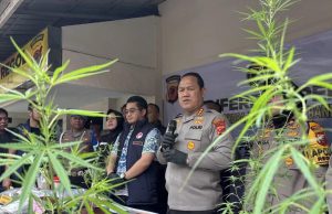 Pria 55 Tahun Diamankan Polrestabes Bandung Lakukan Budidaya Ganja di Atap Rumah