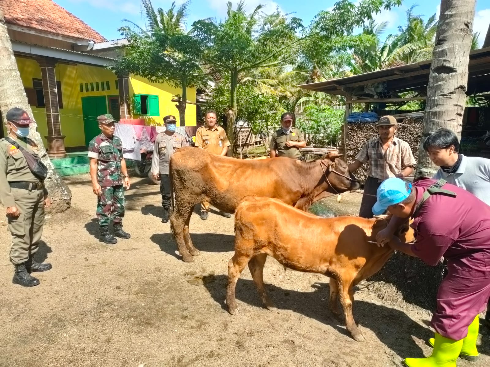 Cegah Penyebaran Virus PMK di Jember, TNI Polri Optimalkan Peran Bhabinkamtibmas dan Babinsa