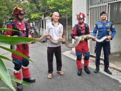 Ular Sanca di Jalan Cendrawasih Raya Berhasil Dievakuasi