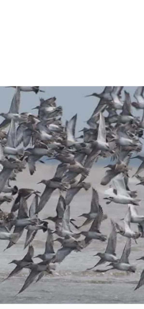 Diminta peran Kementerian Pariwisata Kembangkan Potensi Burung Migran dipantai Cemara Kecamatan Sadu