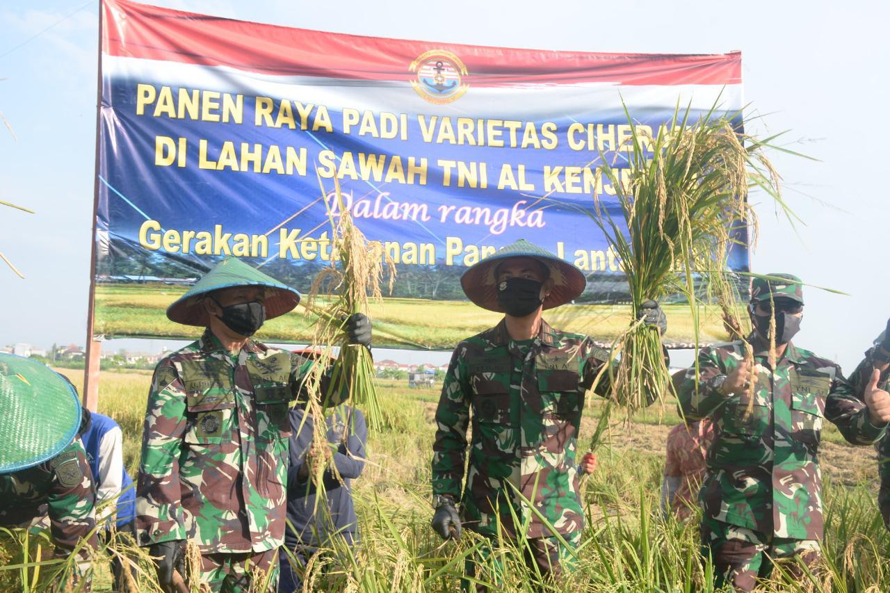 DANLANTAMAL V GELAR PANEN RAYA PADI DALAM RANGKA GERAKAN KETAHANAN PANGAN LANTAMAL V
