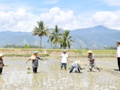 Presiden Jokowi Tinjau Panen Raya di Kabupaten Sigi