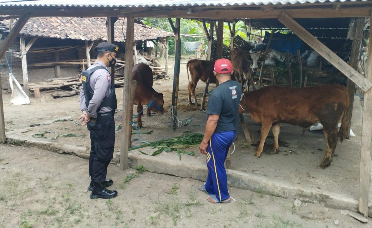 Cek Kandang Ternak, Begini Upaya Polresta Mojokerto Antisipasi Penyebaran PMK