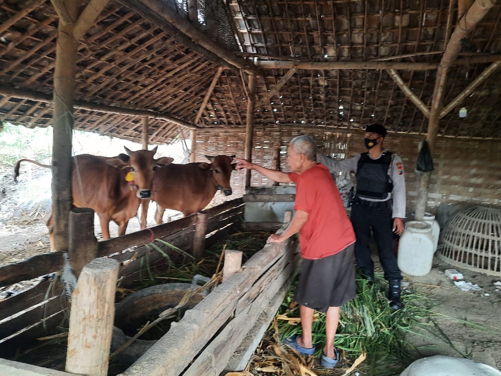 Pencegahan Dan Pengendalian PMK, Samapta Polresta Mojokerto Patroli Kandang Sapi