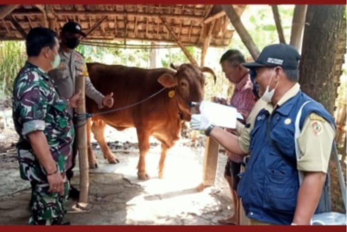 Petugas Polresta Mojokerto Patroli Pantau Kesehatan Hewan Ternak Sapi Antisipasi Wabah PMK