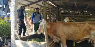 Sambang Peternak Sapi, Sat Samapta Polresta Mojokerto Berikan Edukasi Wabah PMK