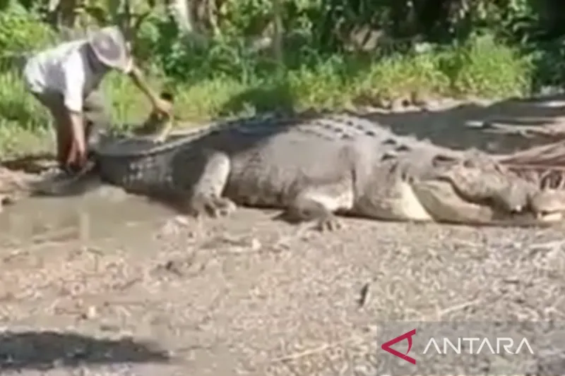 Warga Buton Tangkap Buaya Sepanjang 4,3 Meter Berat 1 ton