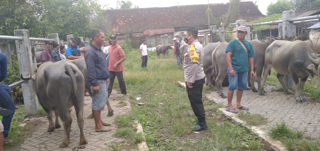 Jelang Idul Adha, Petugas Polresta Mojokerto Rutin Lakukan Pengecekan Hewan Ternak