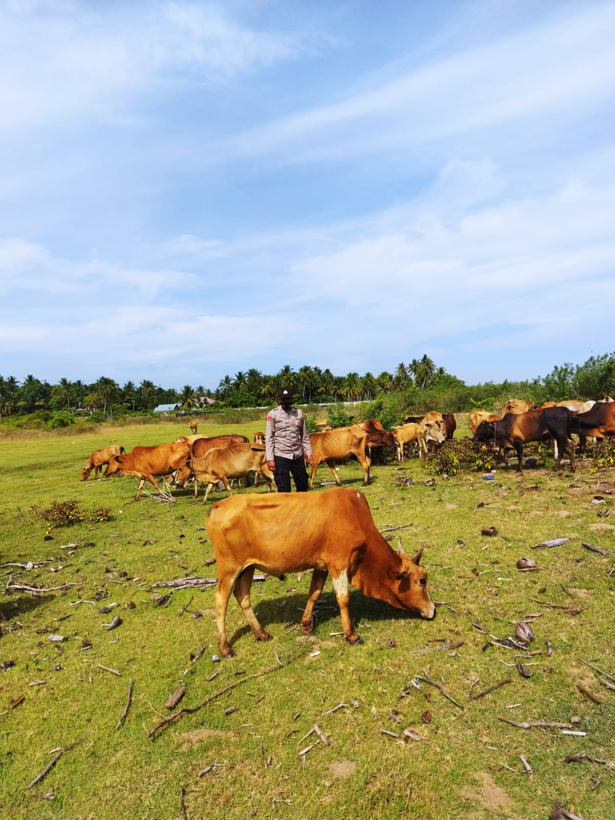 Cegah PMK, Pospol Lapang, Polres Aceh Utara Lakukan Pengecekan Terhadap Hewan Ternak Warga