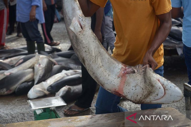 Tanpa Mengindahkan Peraturan, Ikan Hiu Terus Diburu Nelayan Aceh