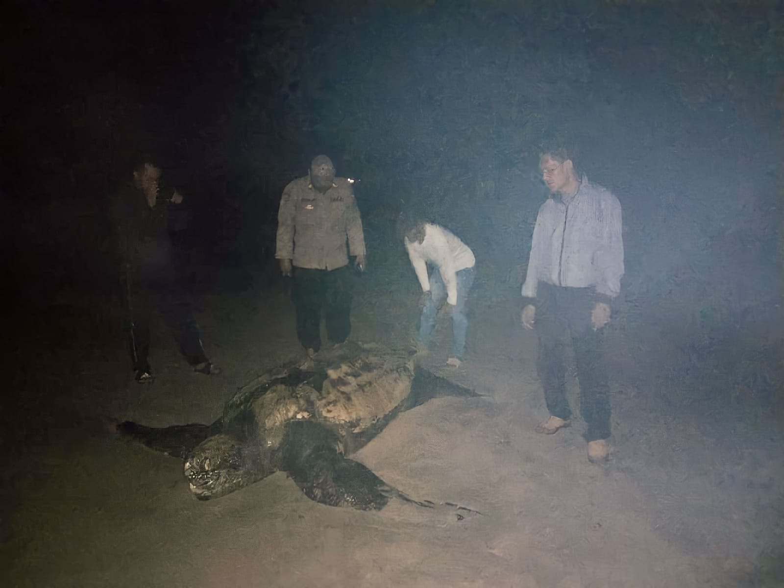 Sat Reskrim Polres Simeulue Melakukan Penyelidikan Terkait Penyebab Kematian Penyu Jenis Belimbing