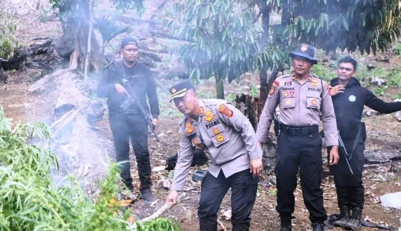 Polres Aceh Barat Musnahkan Ladang Ganja Seluas 32 Hektar