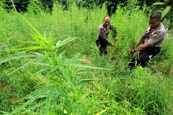 Polres Aceh Utara Musnahkan 2 Hektar Ladang Ganja di Perbukitan Sawang
