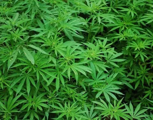 Dalam Pengaruh Ganja Aniaya Orang Tua